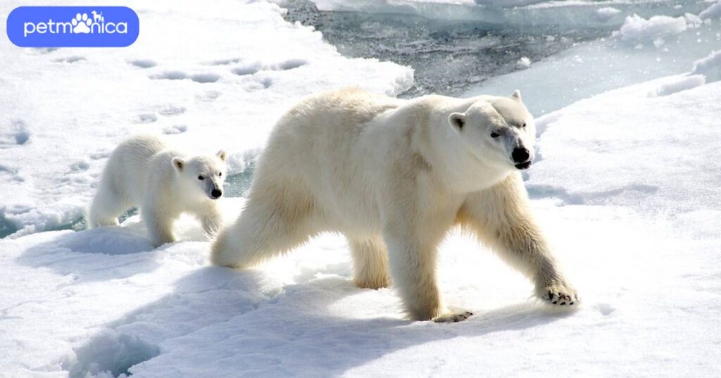 Female Polar Bear Names