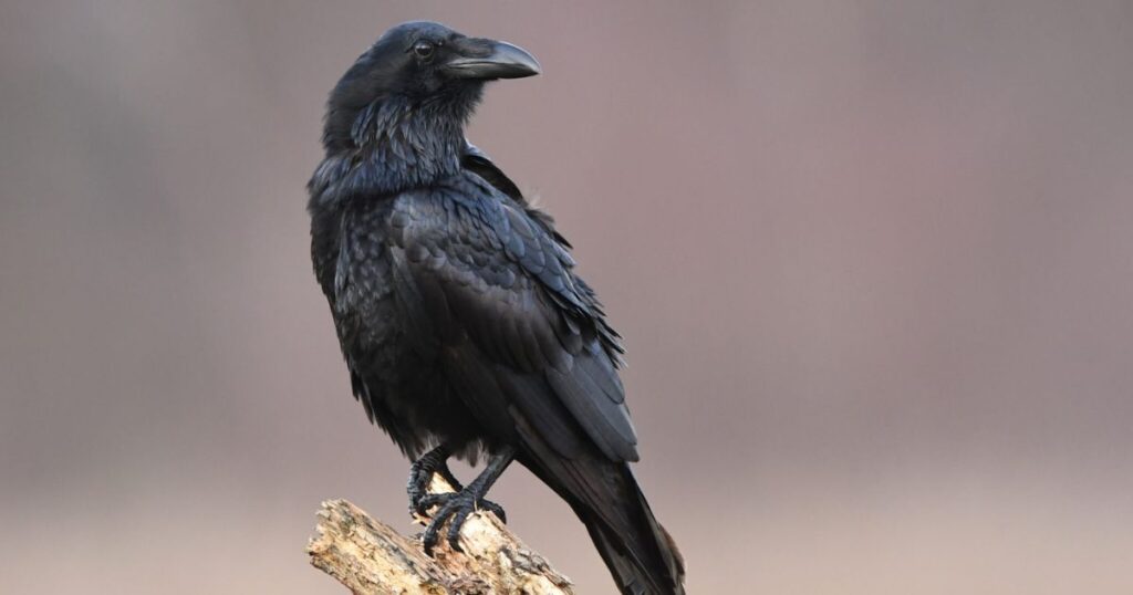 Unique Raven Names