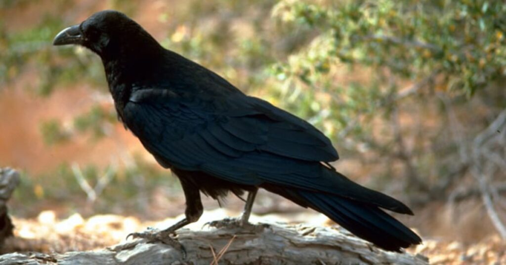 Female Raven Names