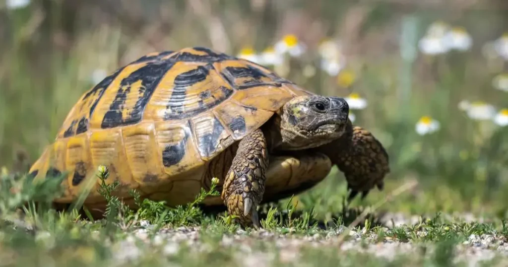 Female Turtle Names