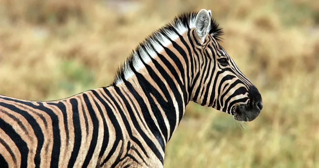 Female Zebra Names