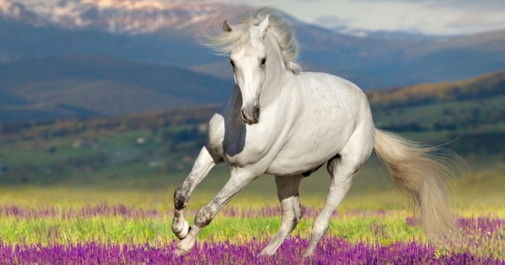 Flower White Horse Names