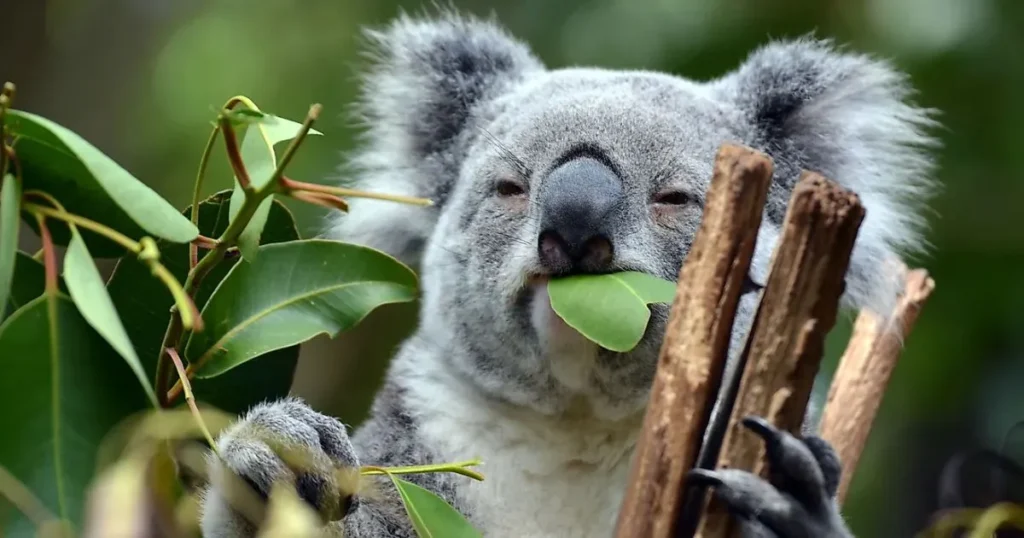 Food-Inspired Koala Names