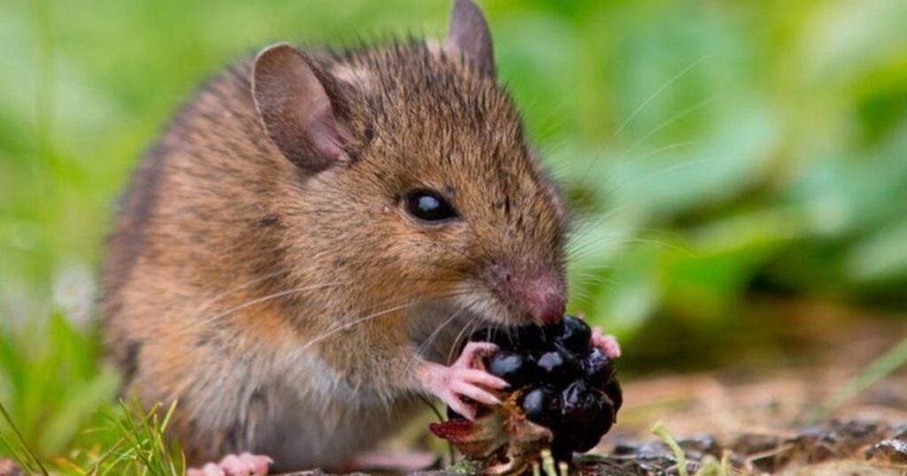 Food-Inspired Mouse Names