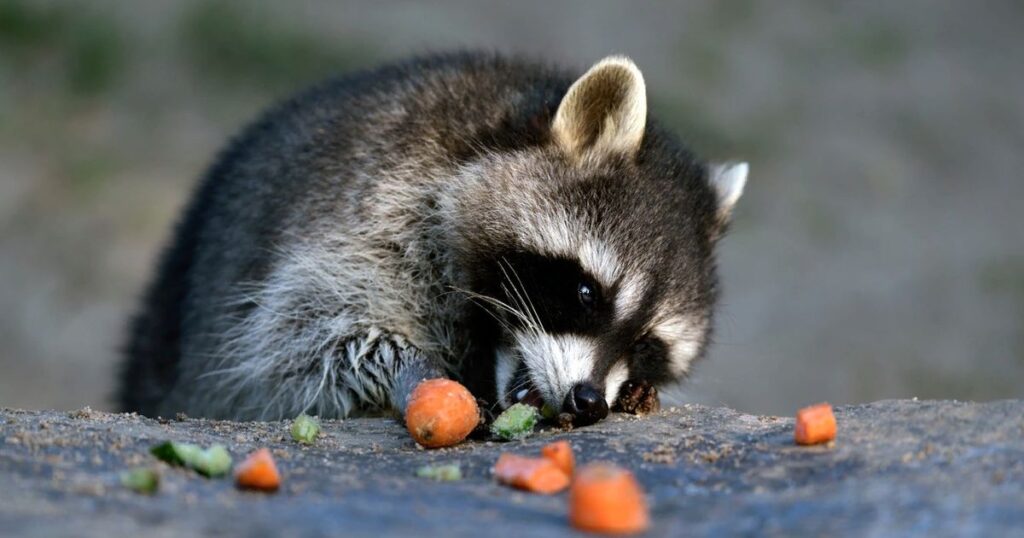 Food-Inspired Raccoon Names