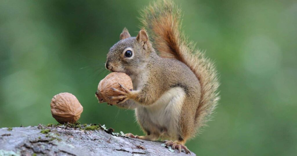 Food-Inspired Squirrel Names