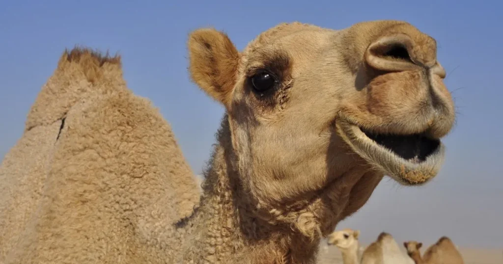 Funny Camel Names