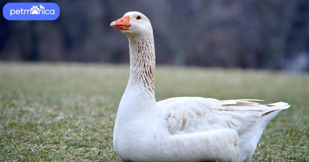 Funny Goose Names