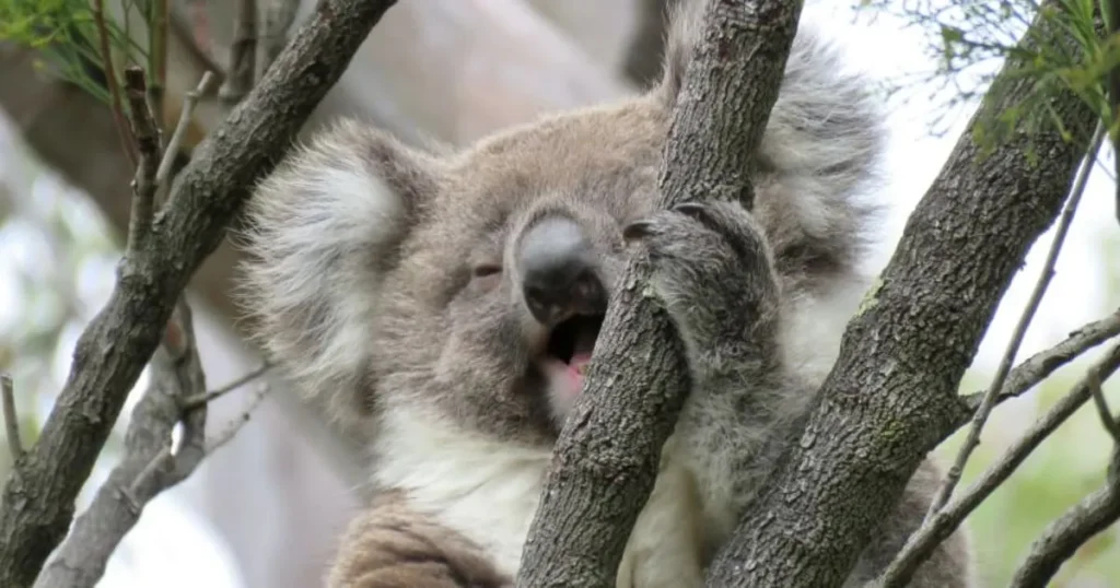 Funny Koala Names