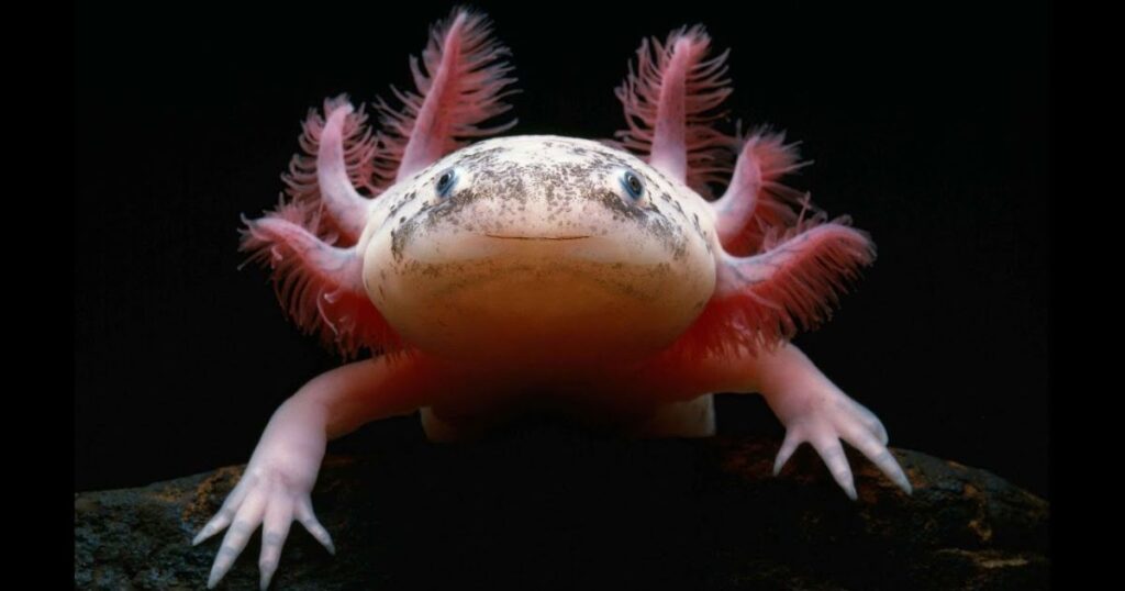 Funny Names for Axolotls