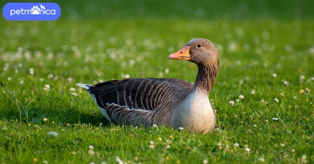 Funny Names for Geese