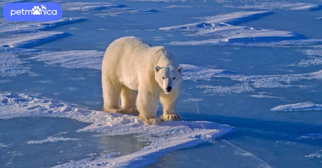 Funny Polar Bear Names