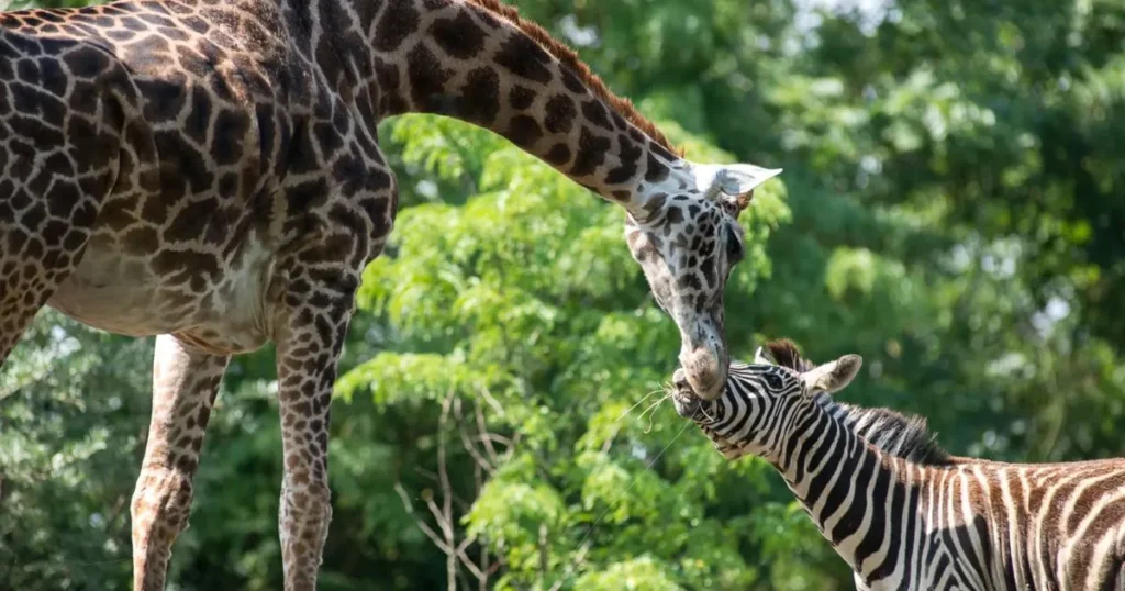 Giraffe Female Names