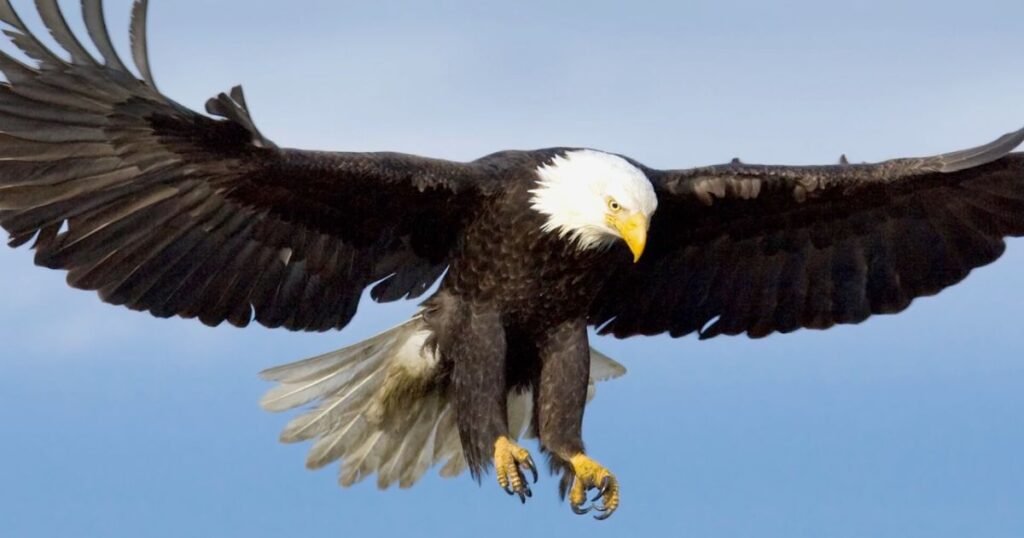 Good Eagle