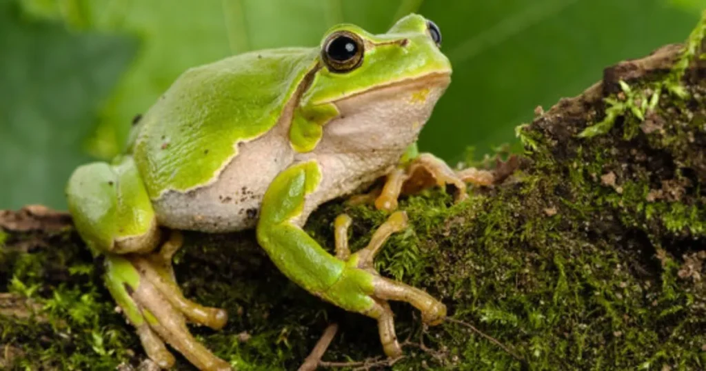 Good Frog Names