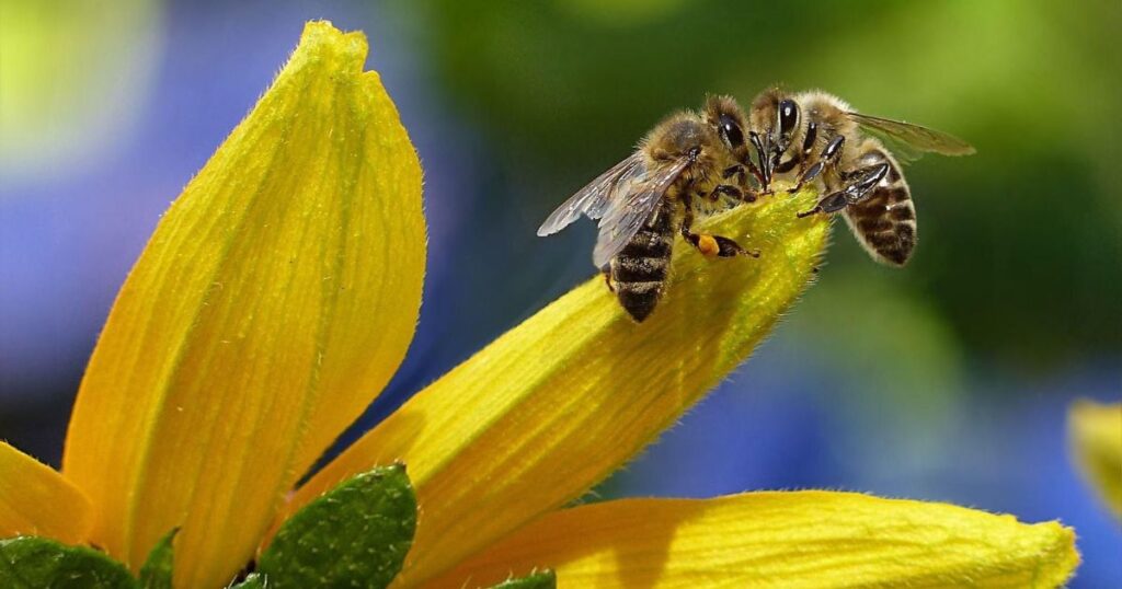 Good Names for Bees