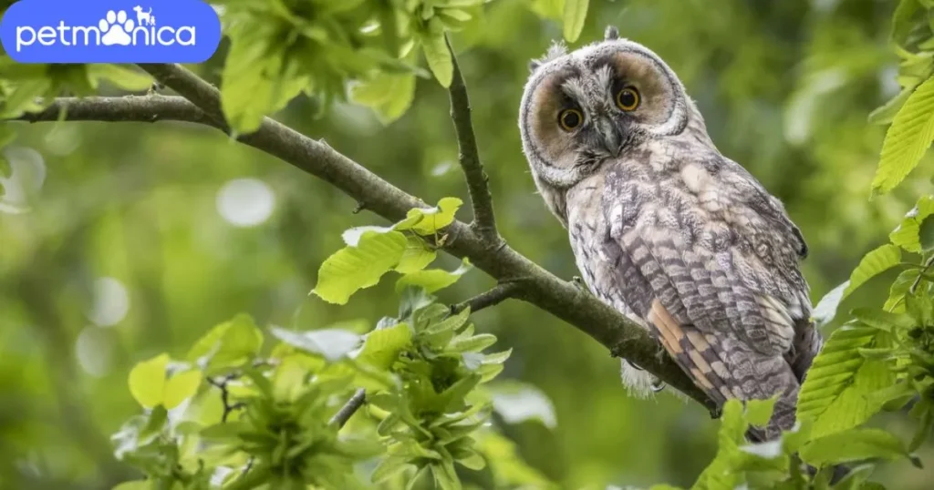 Good Owl Names