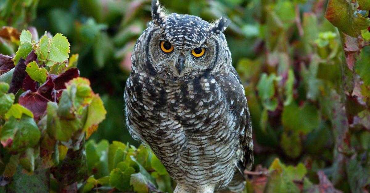 Good Owl Names