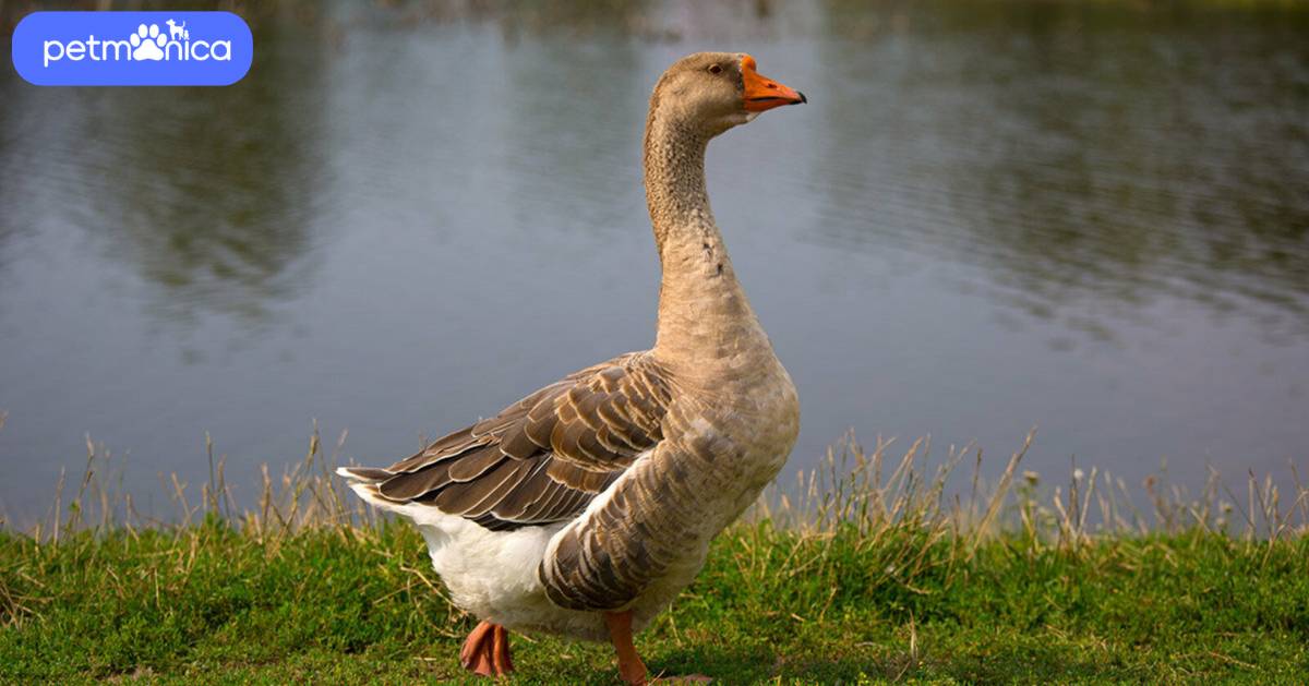 Goose Names