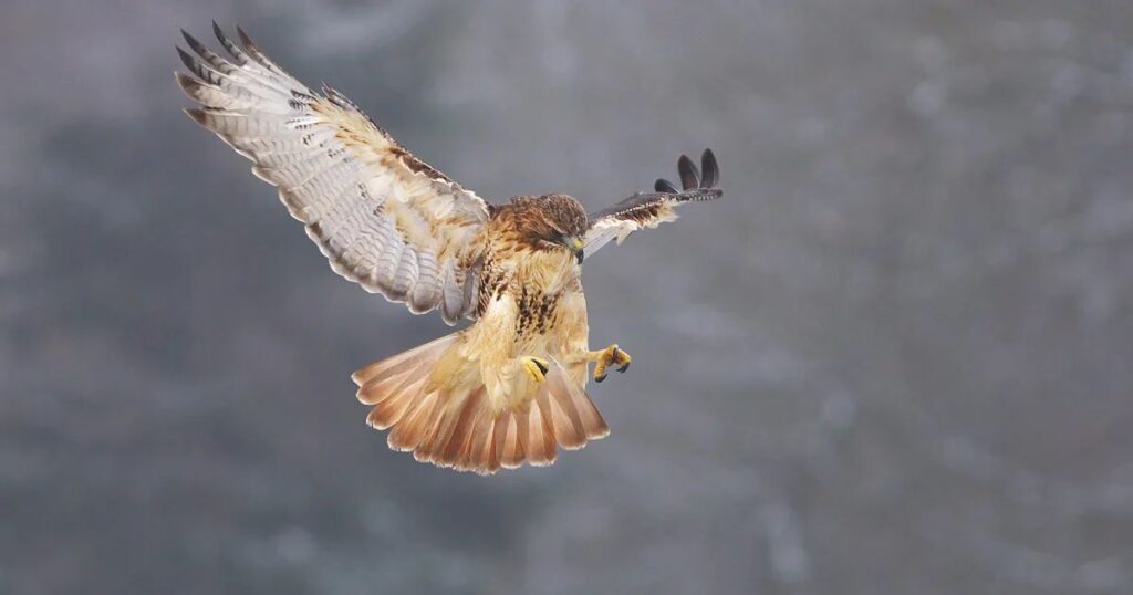 Hawk Female Names