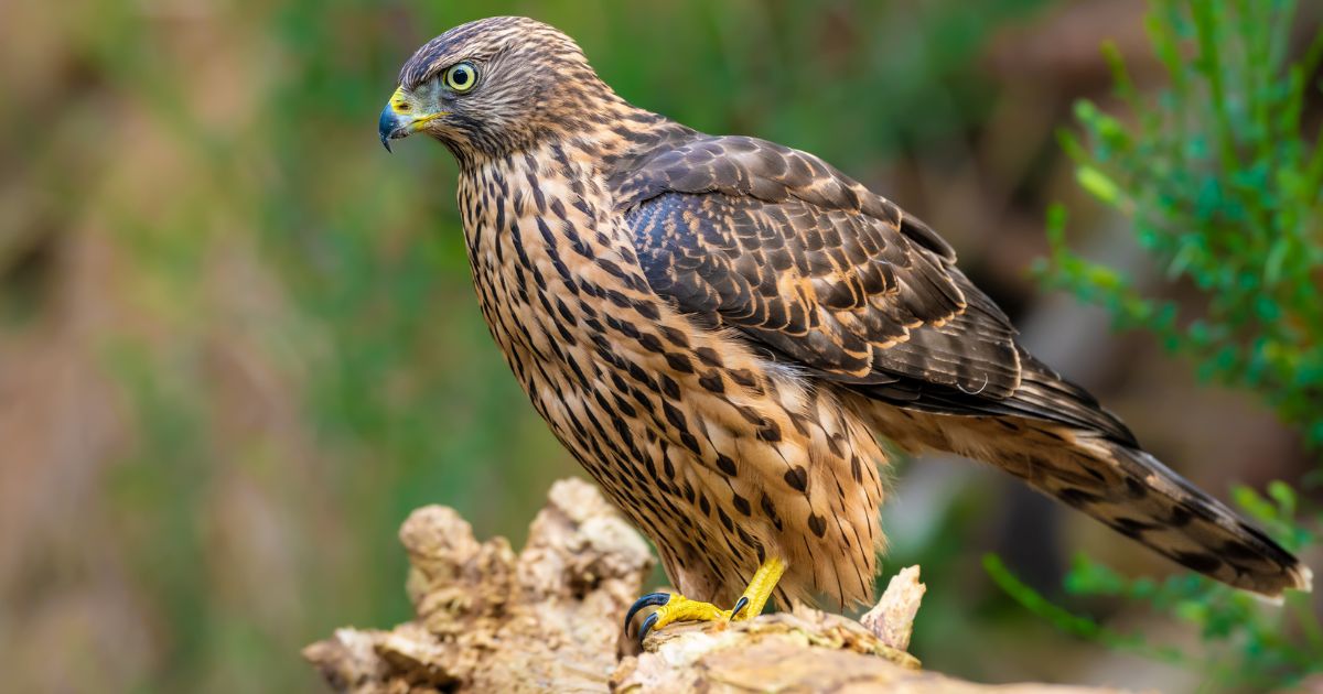 Hawk Names