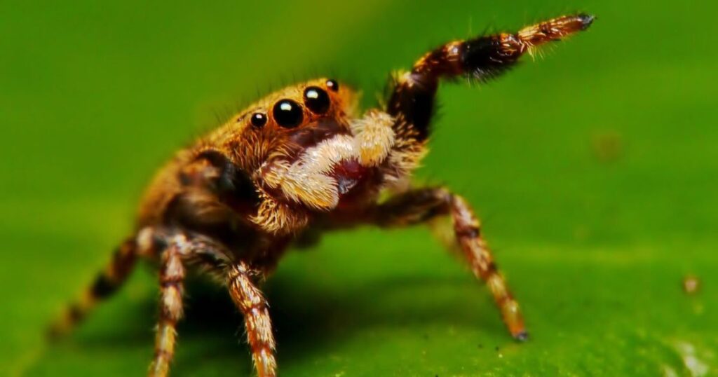 Jumping Spider Names