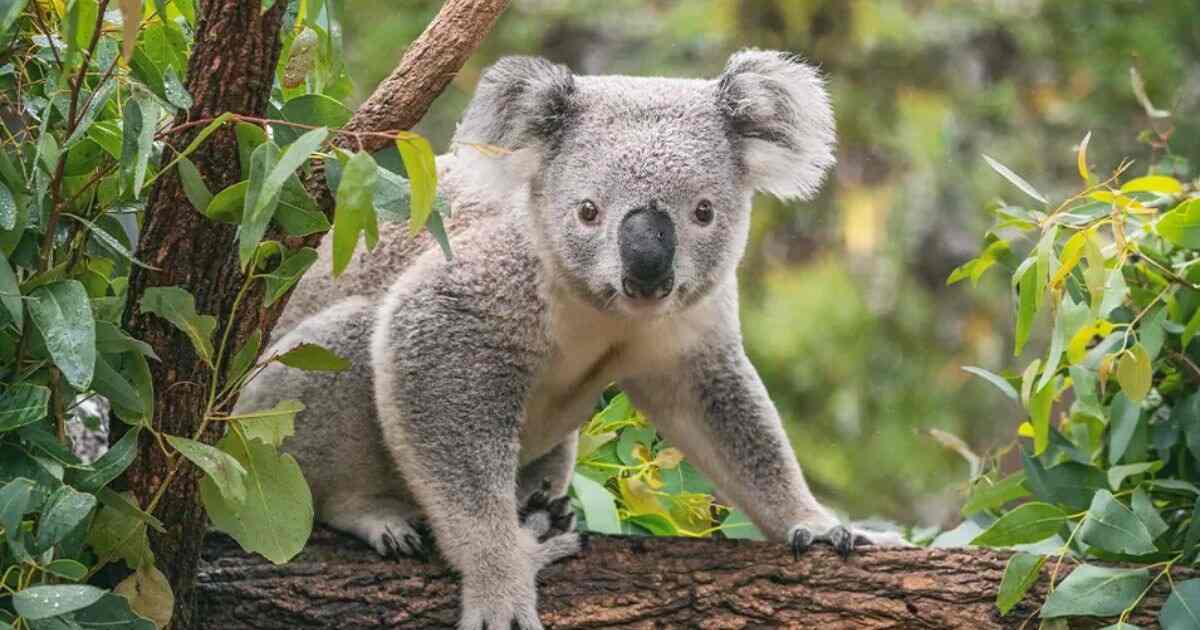 Koala Names