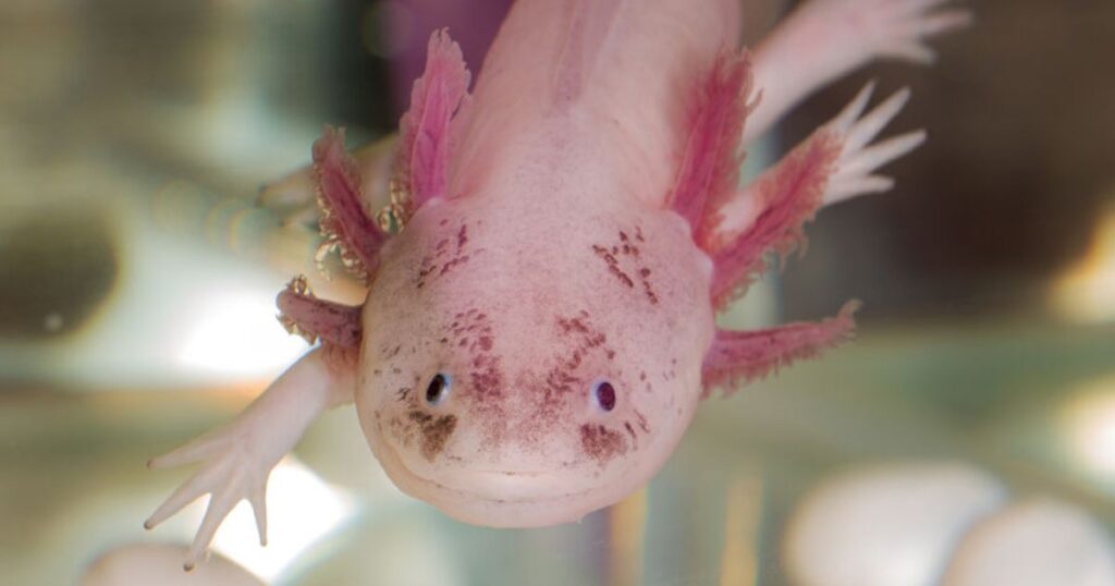 Male Axolotl Names