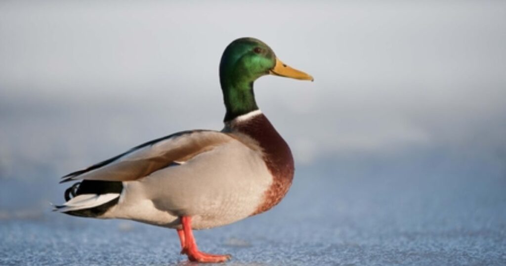 Male Duck Names