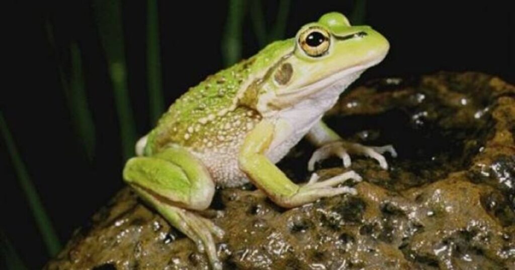 Male Frog Names