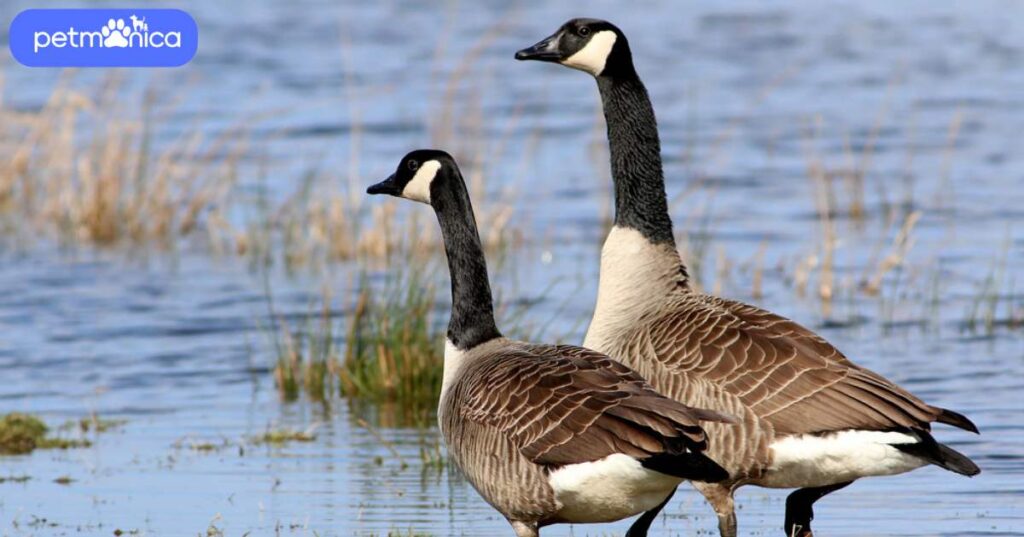 Male Goose Names