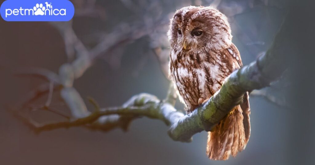 Male Owl Names