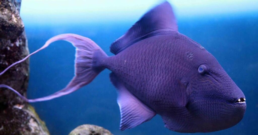 Male Purple Fish Names