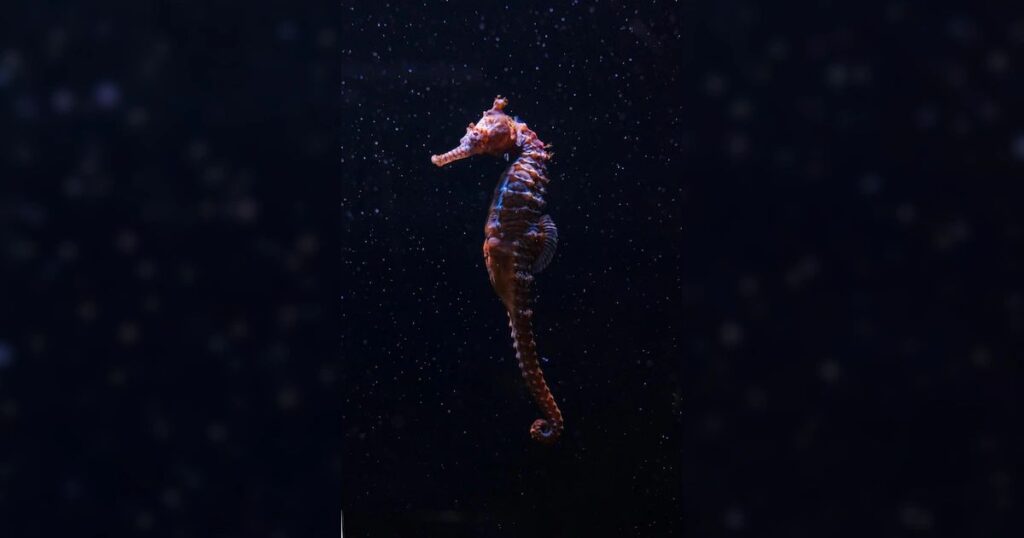 Male Seahorse Names