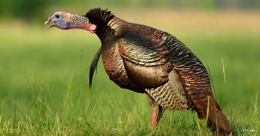 Male Turkey Names