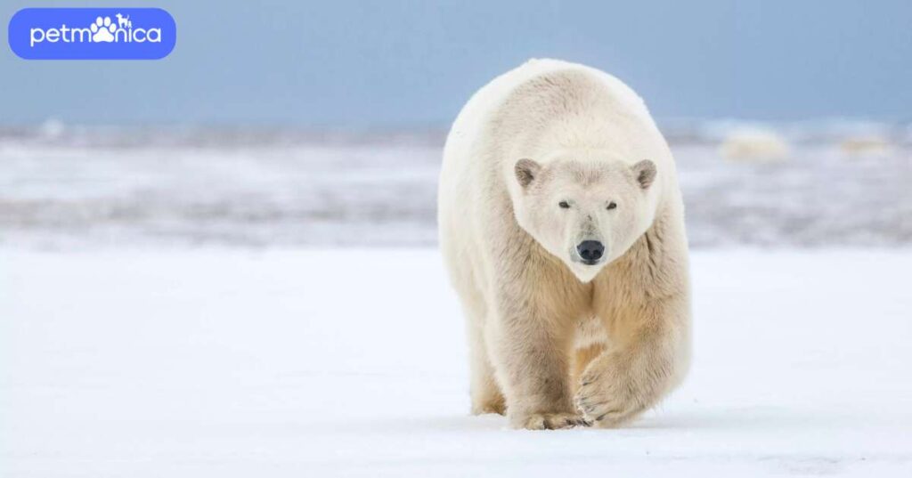 Names for a Polar Bear