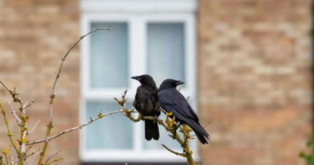 Names for Crows by Culture