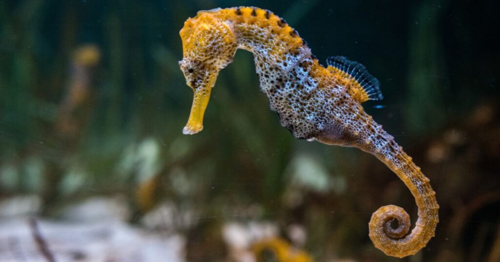 Names that Mean Seahorse