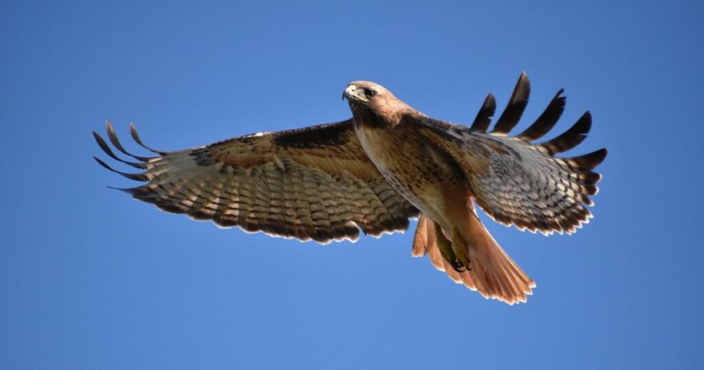 Native American Hawk Names