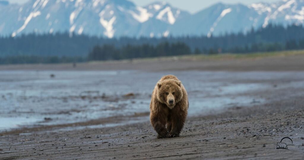 Nature-Inspired Bear Names