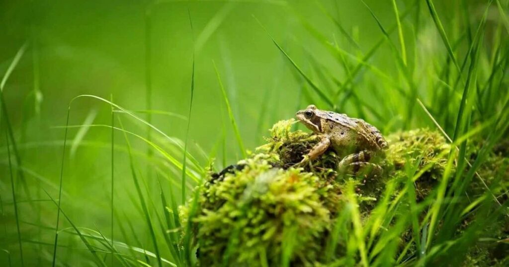 Nature-Inspired Frog Names