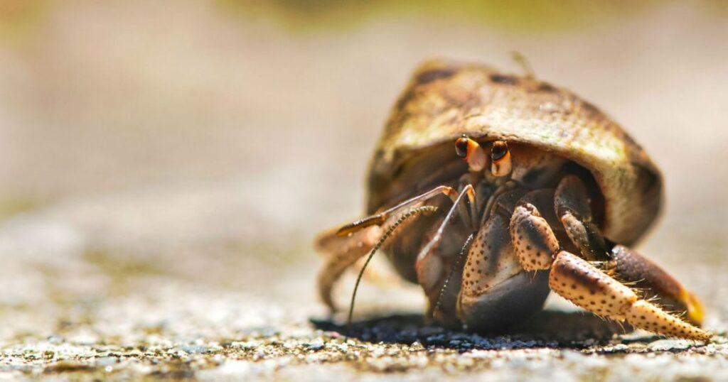 Nature-Inspired Hermit Crab Names