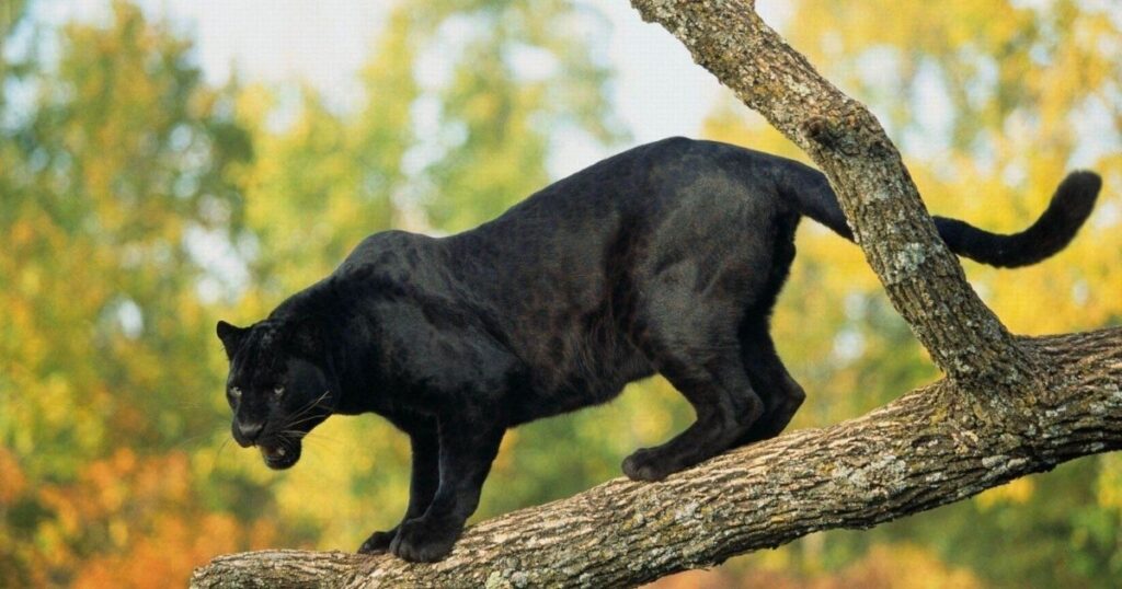 Nature-Inspired Panther Names