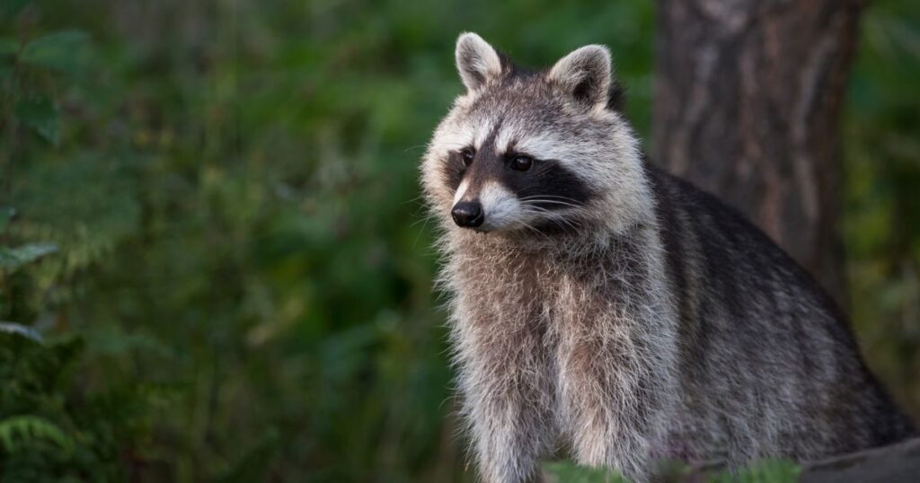 Nature-Inspired Raccoon Names