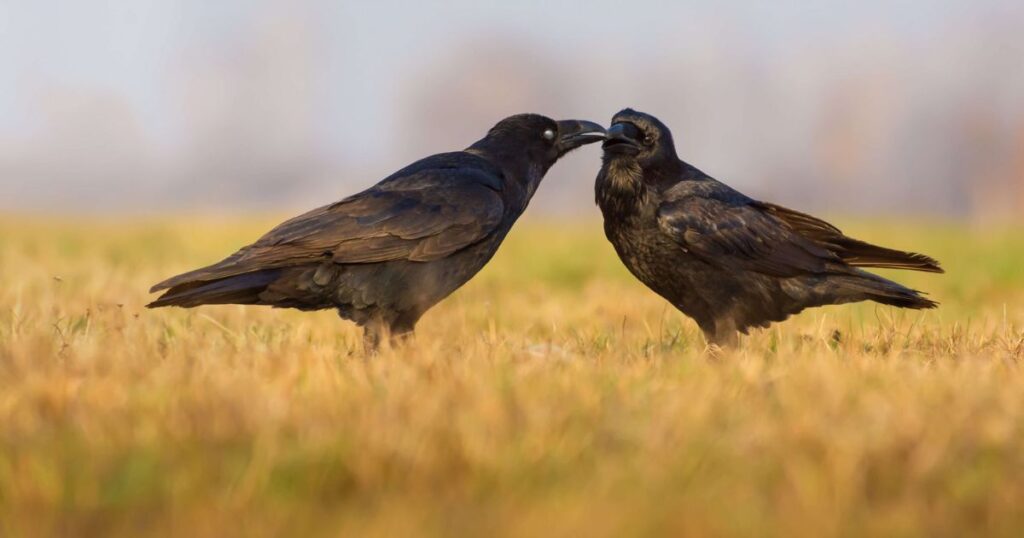 Nature-Inspired Raven Names