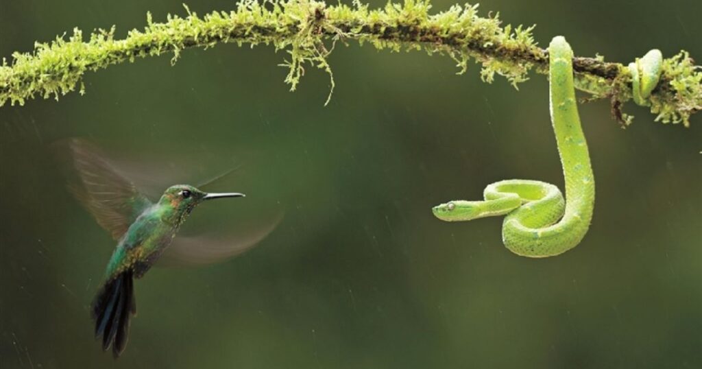 Nature-Inspired Snake Names