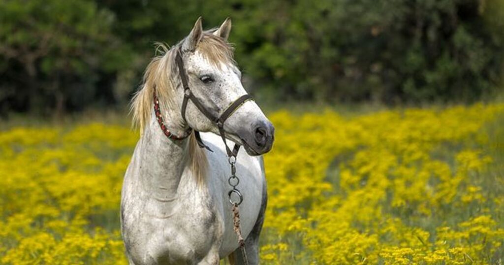 Nature-Inspired White Horse Names