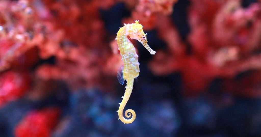 Nickname for Seahorse