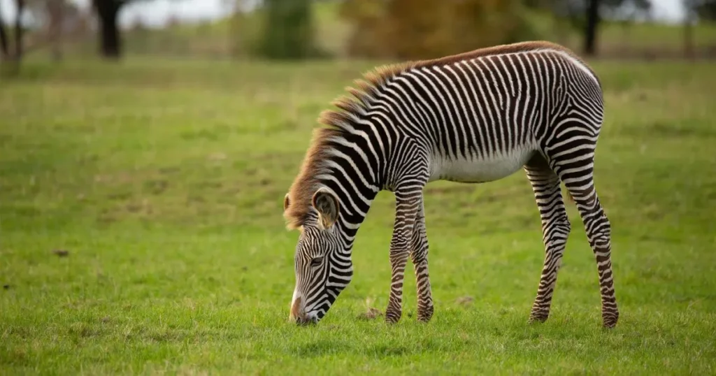 Nicknames For Zebra