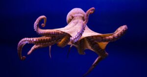 Octopus Names